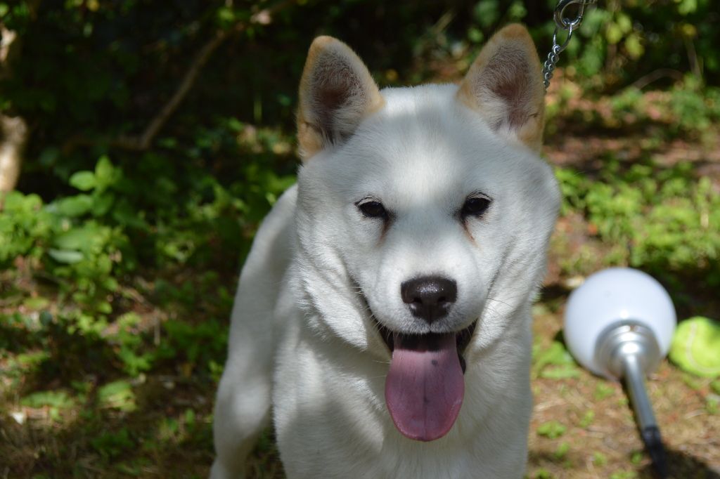 CHIOT hokkaido